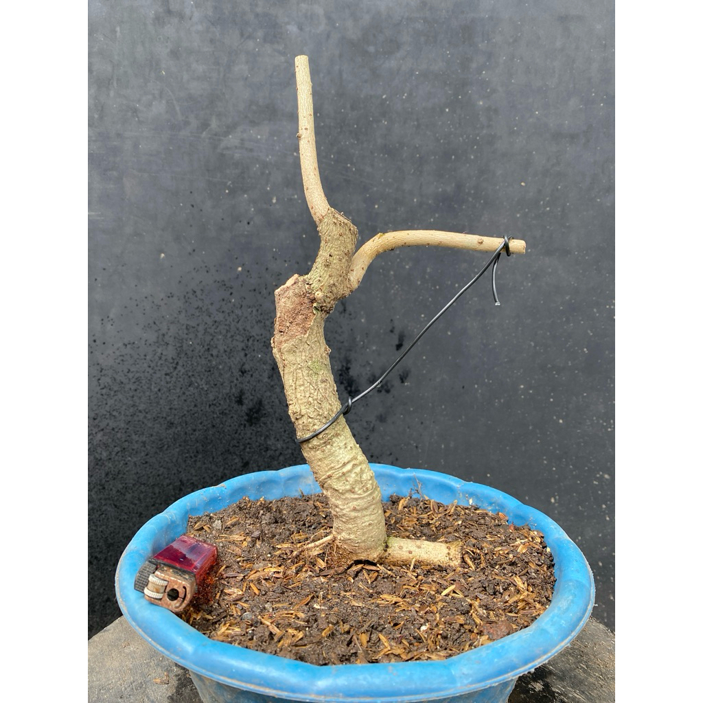 Bahan bonsai Waru lokal