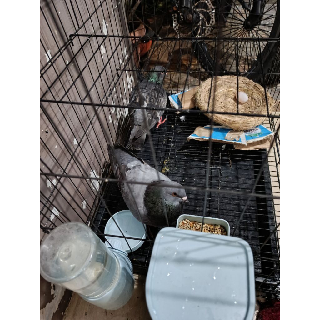 Burung dara sepasang giring sehat lengkap dengan kandang besi lipat, tempat makan minum, tatakan tel