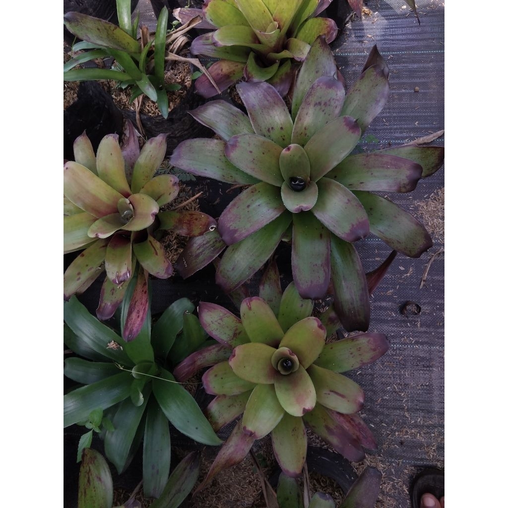 bromelia black manila