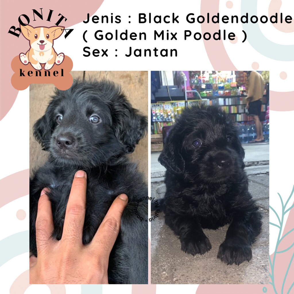 Goldendoodle Golden Retriever Mix Poodle Anjing Golden Poodle Jantan Betina