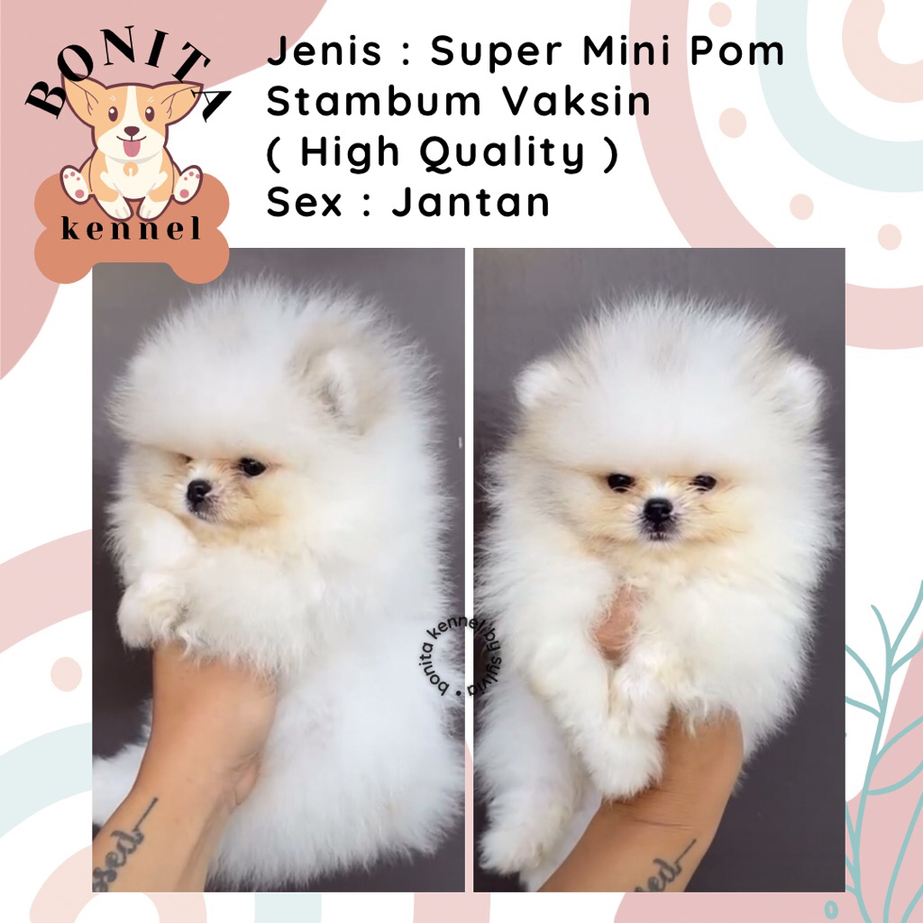 Super Mini Pom Stambum Minipom Mini Pomeranian Jantan Betina