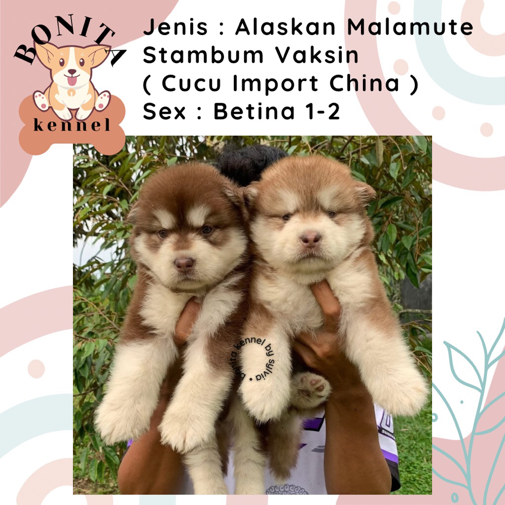 Alaskan Malamute Red Cooper Stambum Anak Anjing Alaskan Malamute Jantan Betina
