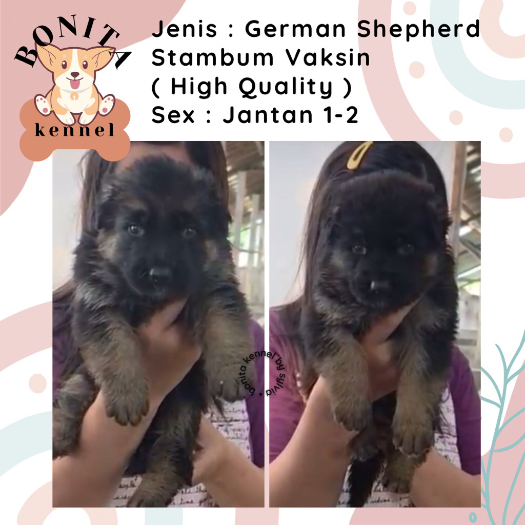 German Shepherd Stambum Anak Anjing Herder Jantan Betina