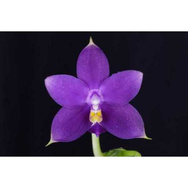 Anggrek Phalaenopsis Violacea Indigo