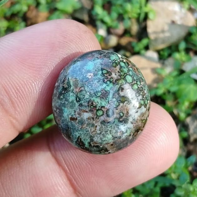 pirus persia sisik ular
