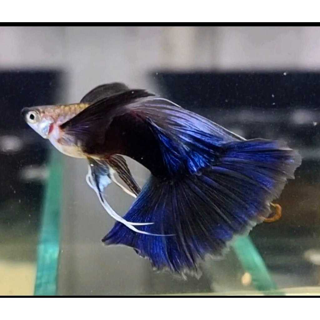 PEMBERSIH KACA GUPPY HB BLUE RIBBON || FIN C || LONG EAR || GRADE SUPER || TERMURAH