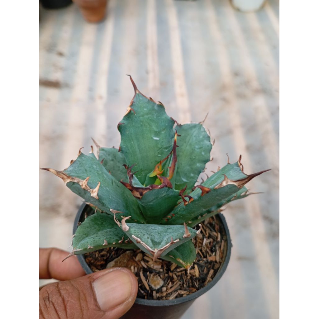 agave titanota kyoto