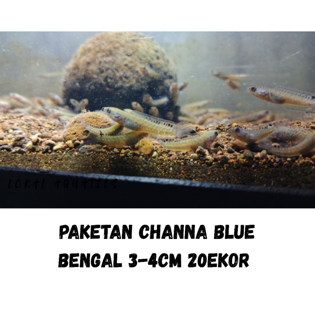 PAKETAN CHANNA BLUE BENGAL