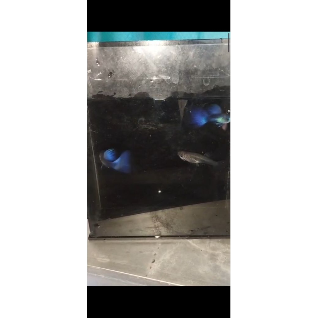 Guppy Blue Moscow