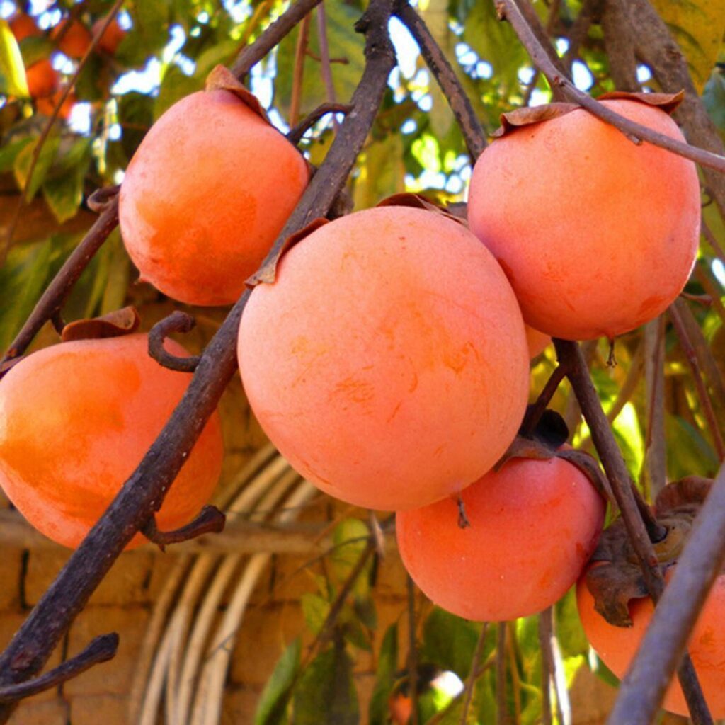 Diospyros Kaki Kesemek Bibit Tanaman Buah Premium Tanaman Hias Buah Eksotis Pohon Kesemek Jepang Bua