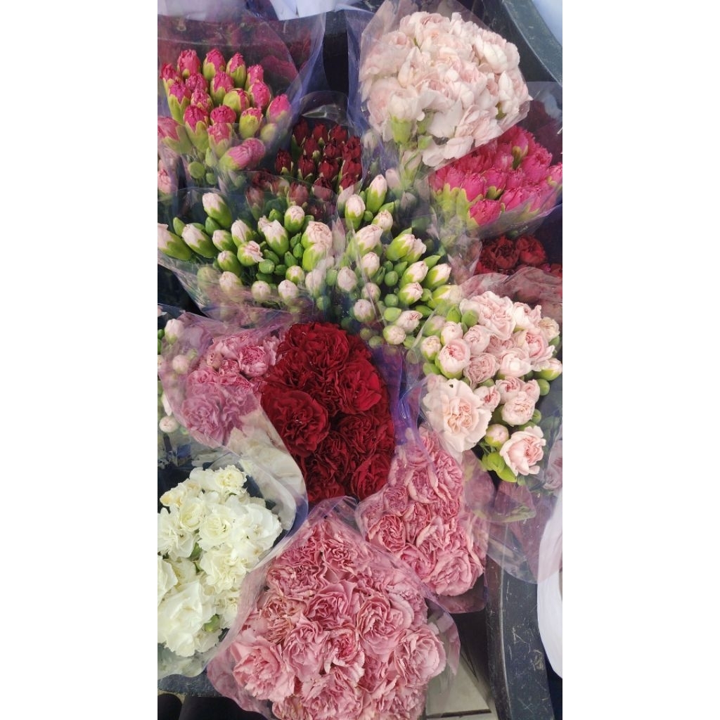 bunga carnation