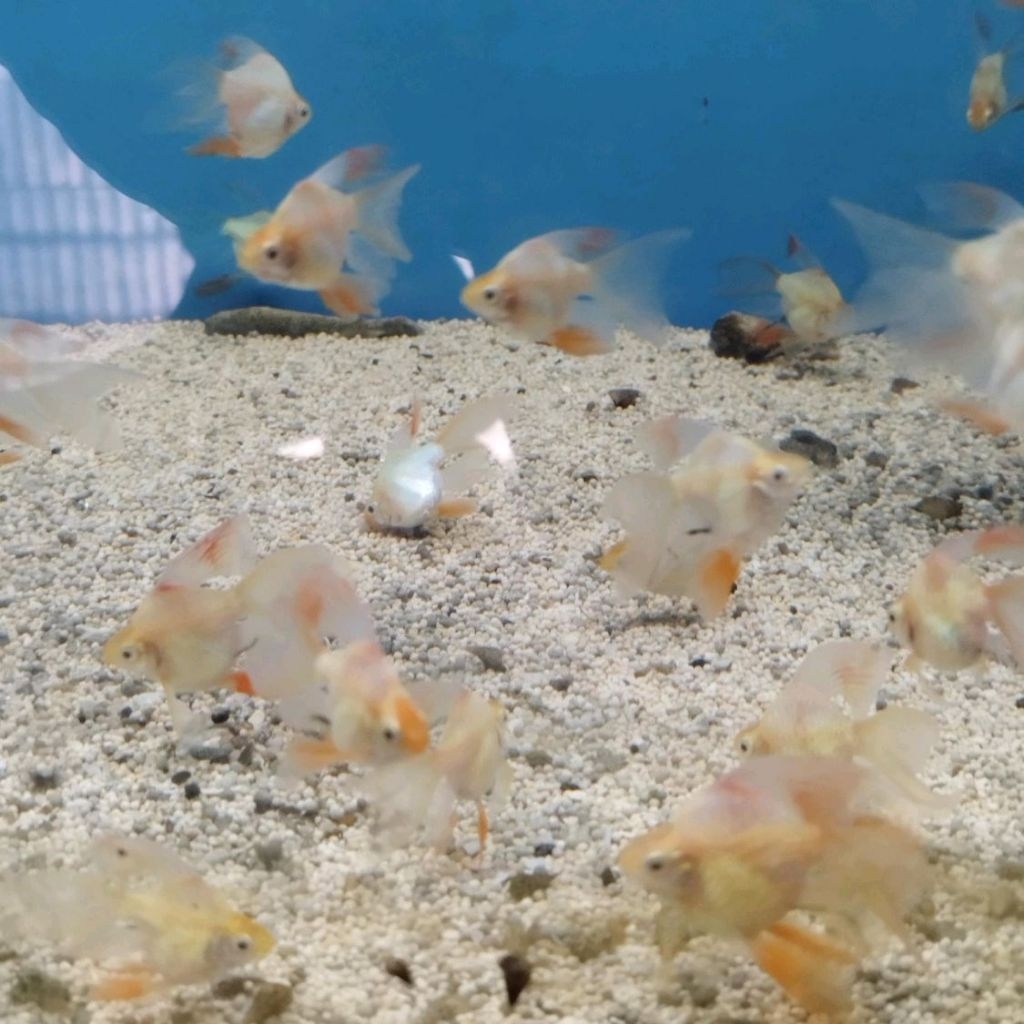 SUMATRA BALON SLAYER GOLDEN/ALBINO