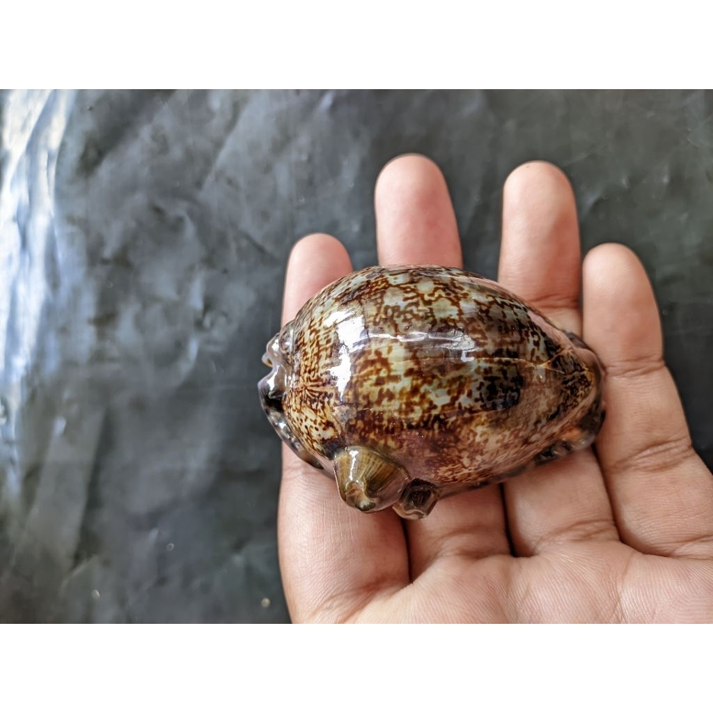 cangkang kerang kuwuk unik koleksi