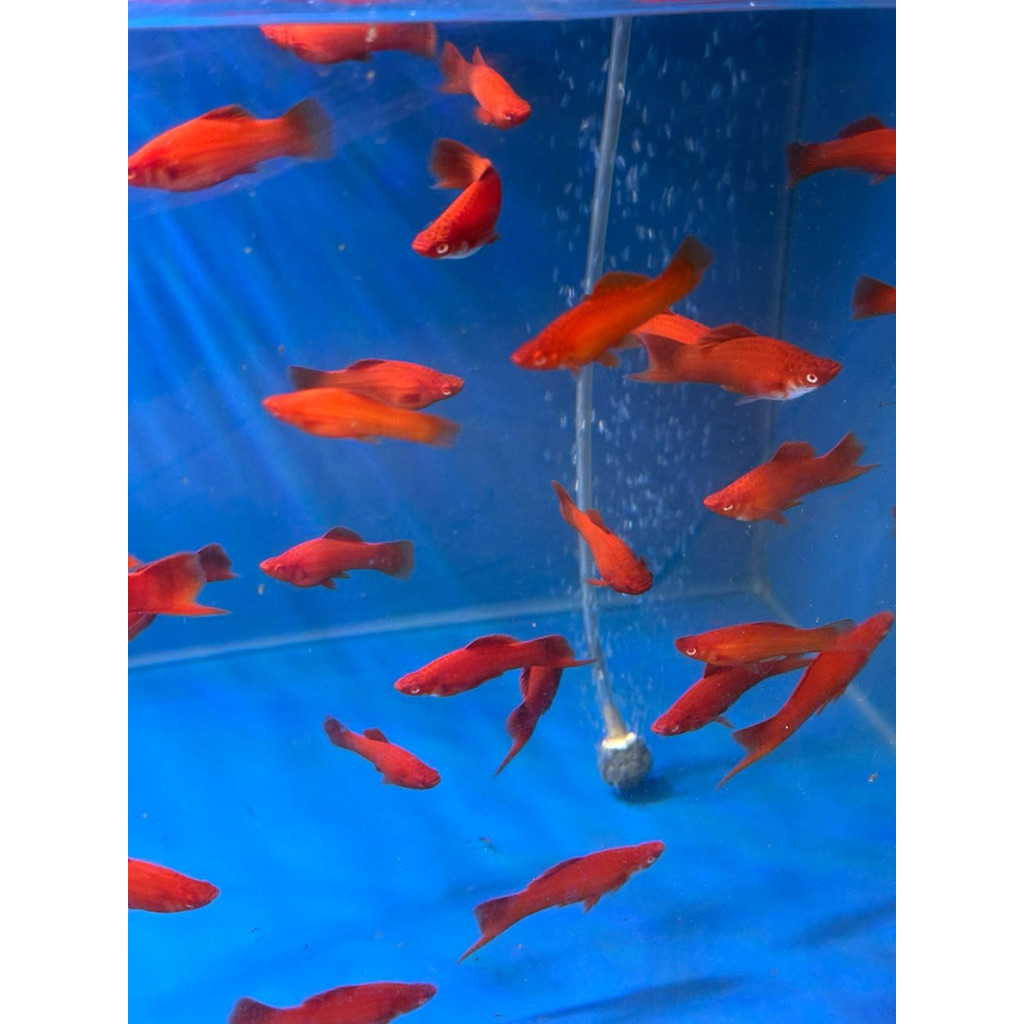 IKAN MAS PEDANG / SONGKIAM SEPASANG