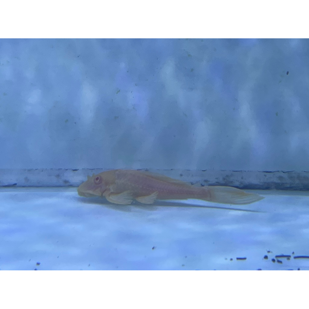 IKAN SAPU KACA ALBINO / GIBICEP 5-7cm