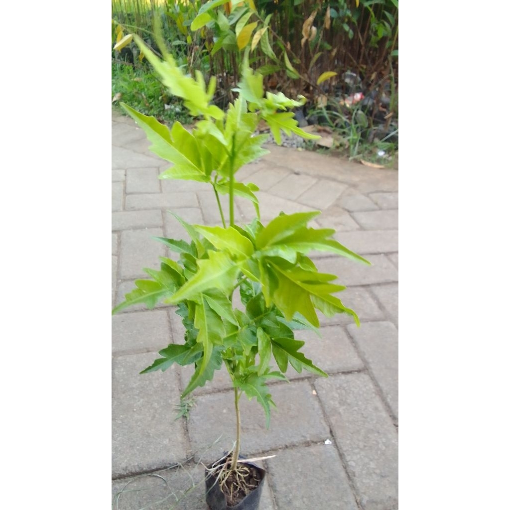 .bibit tanaman kayu cendana