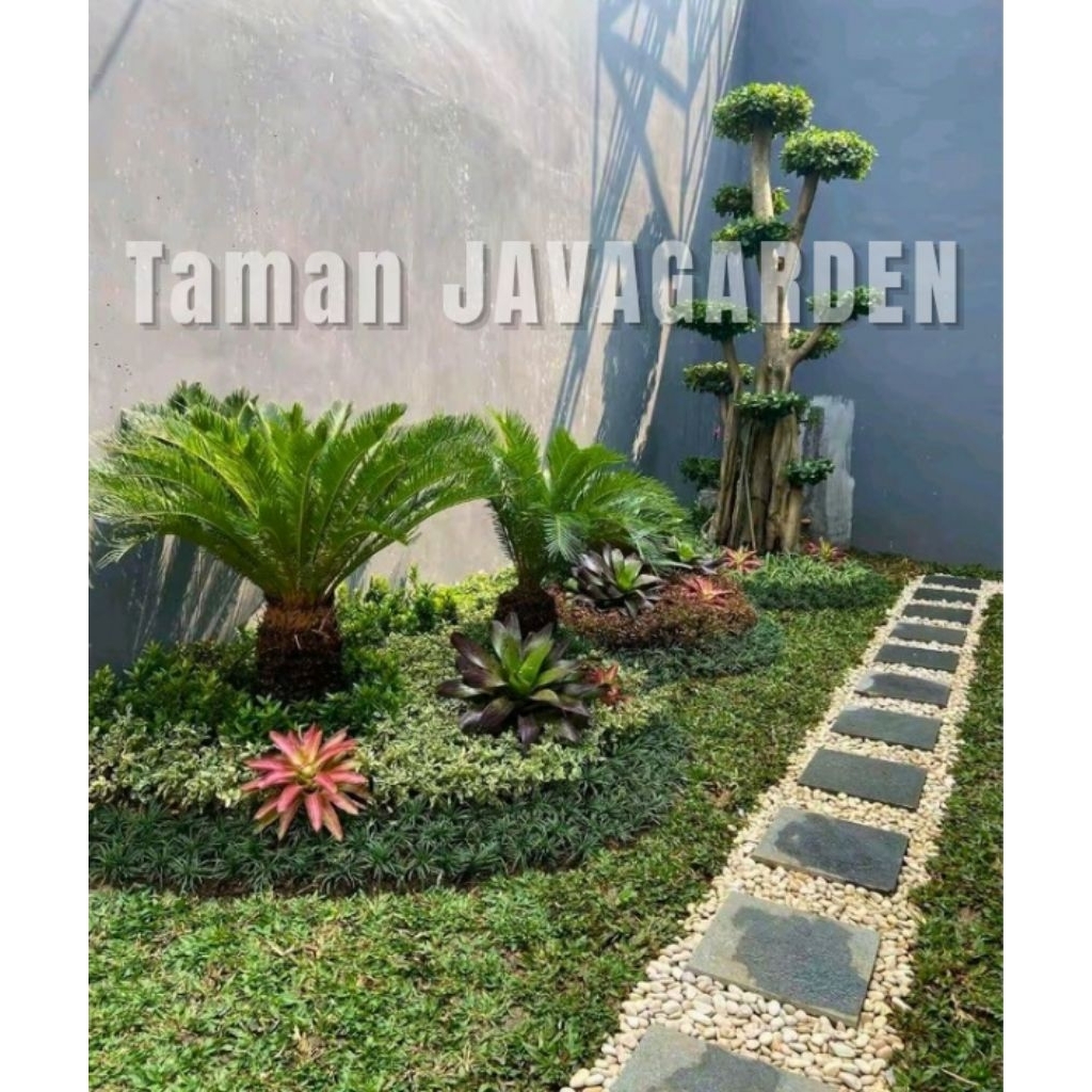 Taman Sikas Kombinasi Taman Bonsai Dolar mikro