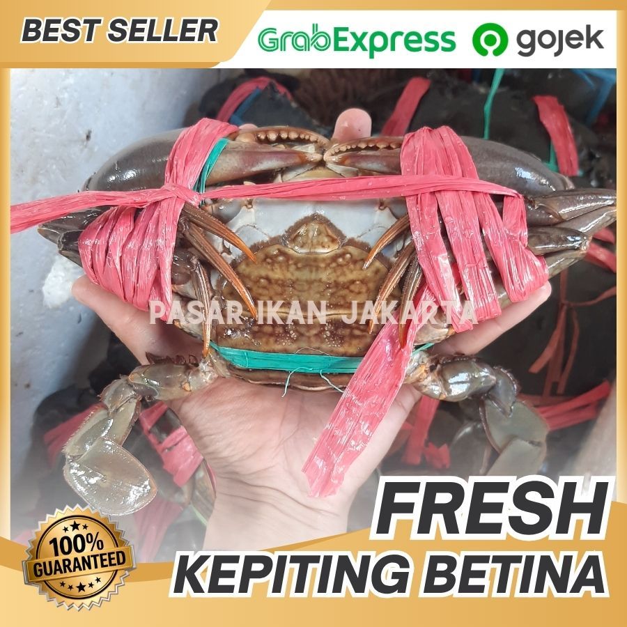 PROMO Kepiting betina telor hidup segar isi 3-4 | Kepiting betina MUD CRAB | Kepiting bakau papua 1k