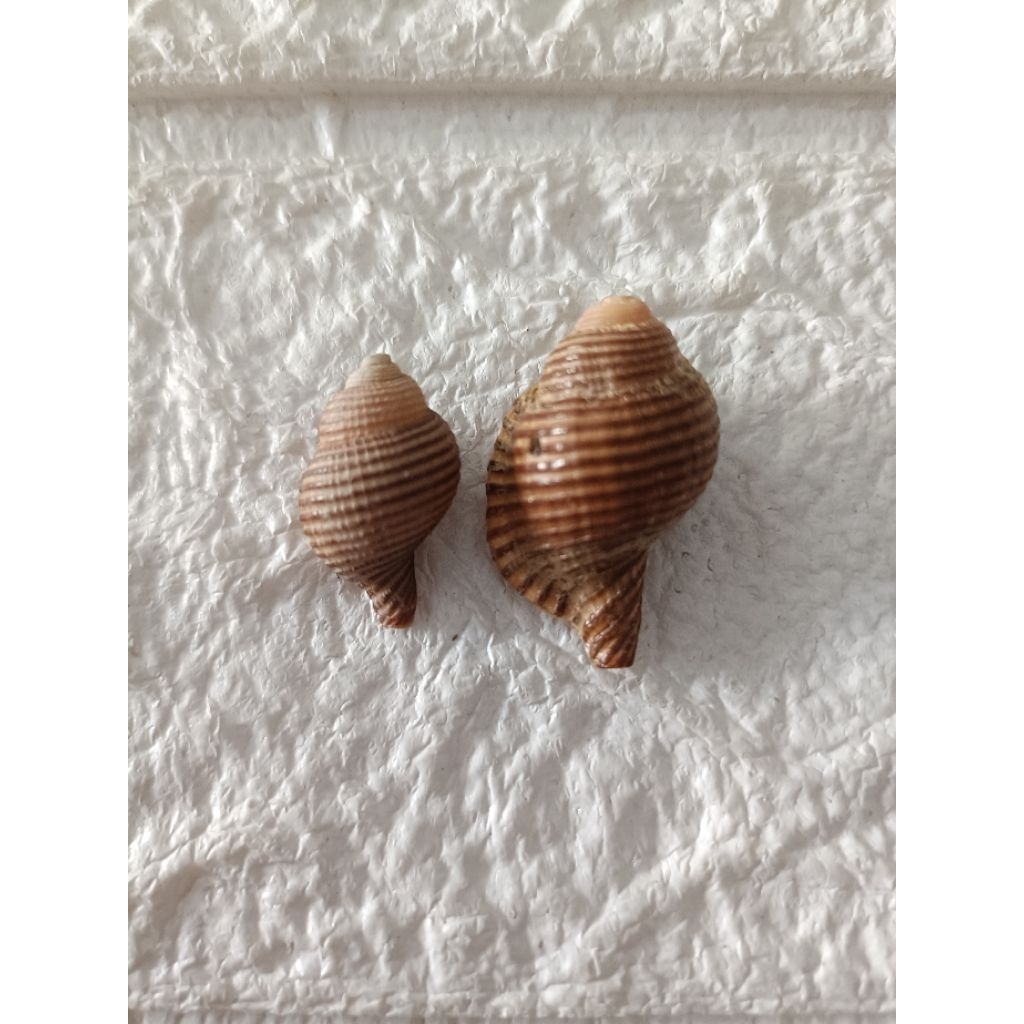 Jual Cangkang Kerang Clandestine Triton / Galagna Succinta 2,1 - 2,7cm