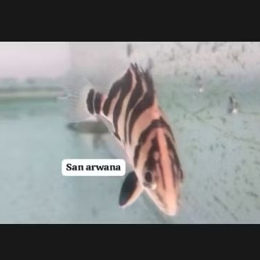 Datz Sumatra Tiger fish datz sum