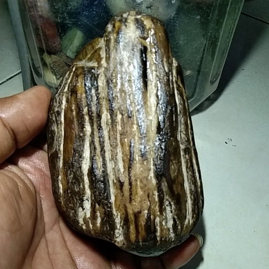 BATU FOSIL GALIH ASEM KABOA SANCANG GARUT