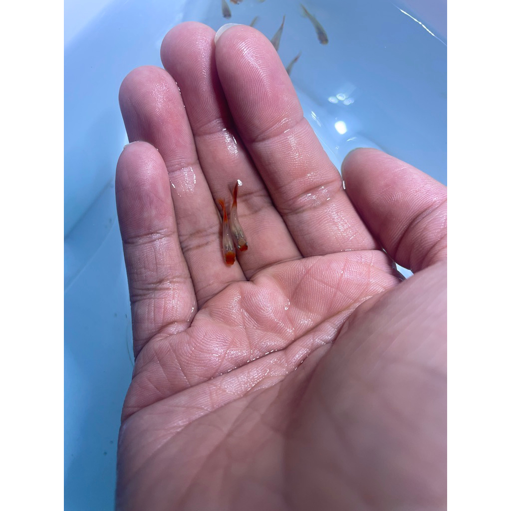 hiasan Aquarium Guppy blonde Tuxedo koi