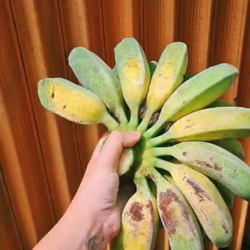 Pisang Nipah segar/ buah pisang Nipah 1 sisir/ 1kg
