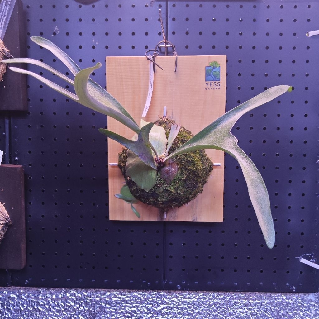 Platycerium Alcicorne Variegated Import Taiwan