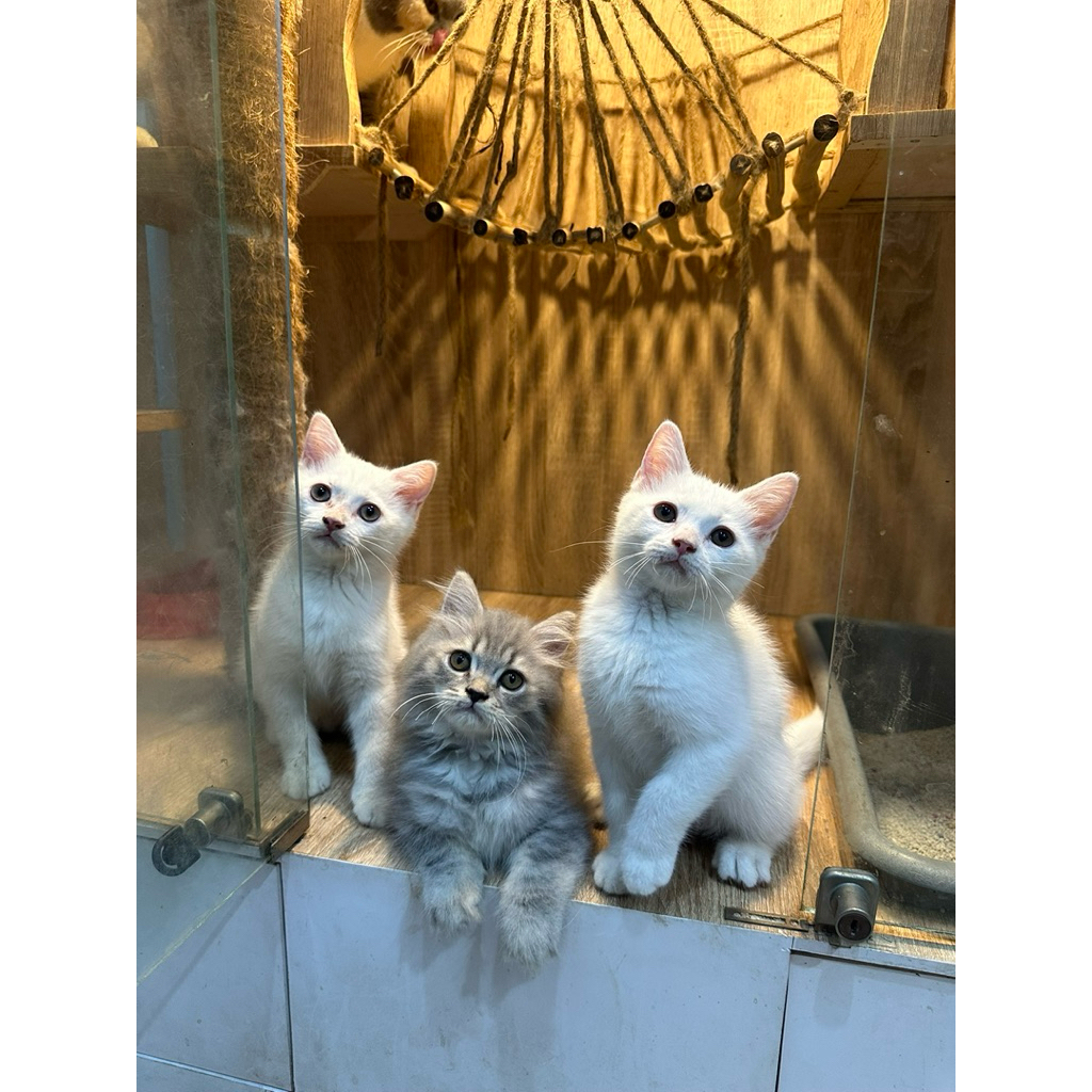 kucing bsh mix persia whitesolid abu
