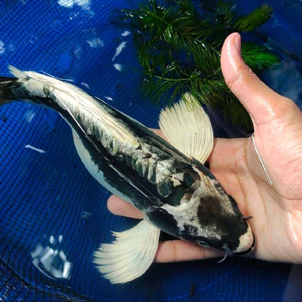 Koi Kabuto Slayer Premium 20–25cm | Koi Corak Unik Elegan