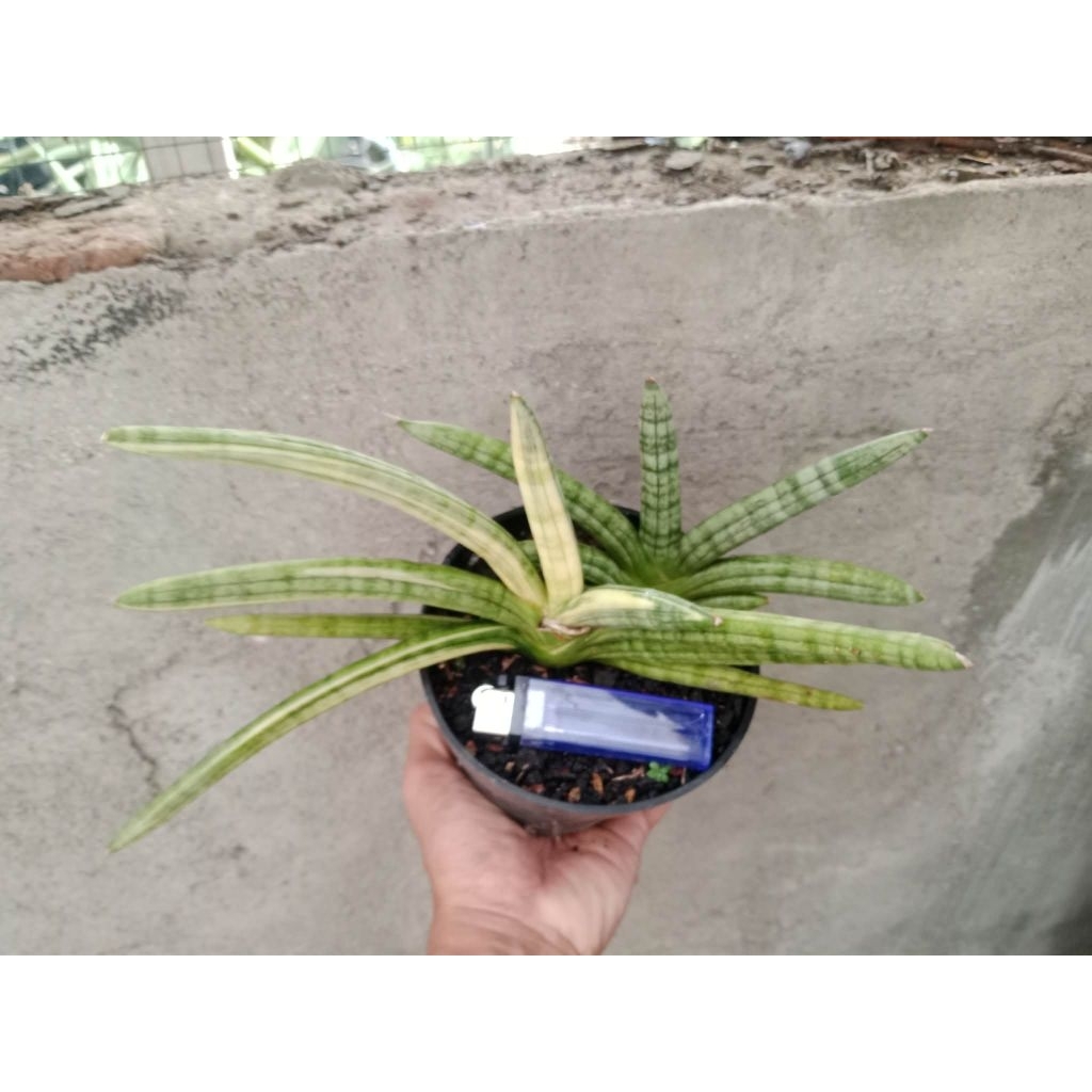sansivera boncel variegata anak dan induk