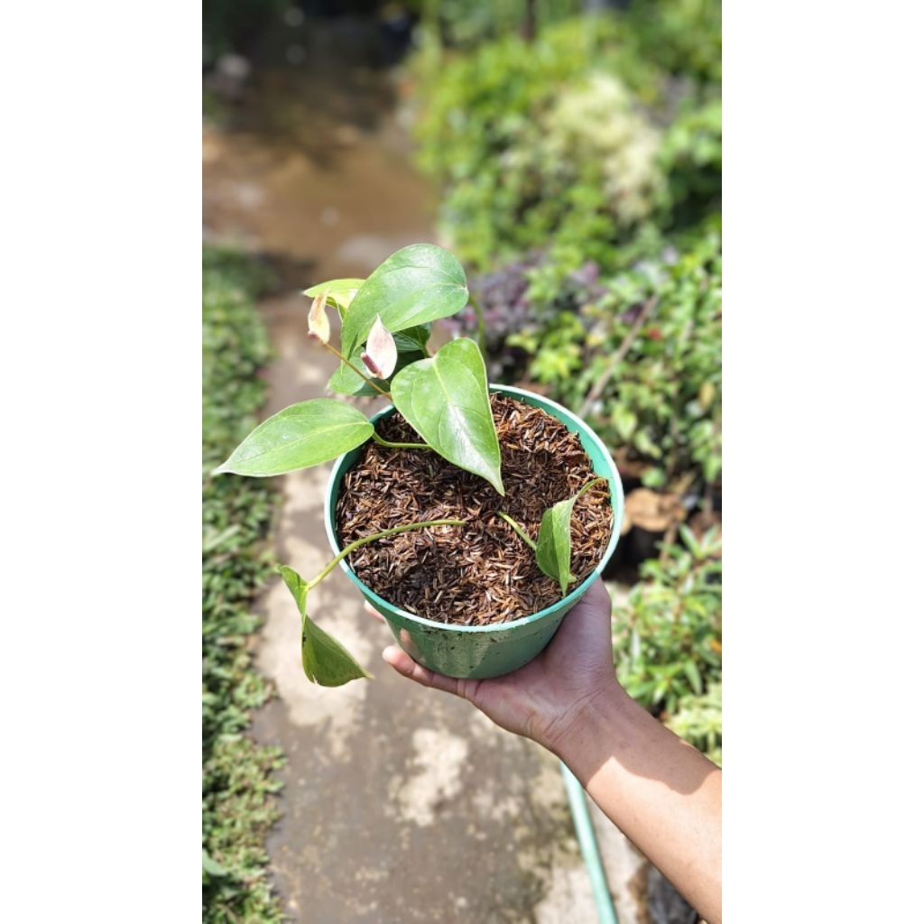 Anthurium Mini, Anthurium Mickey Mouse