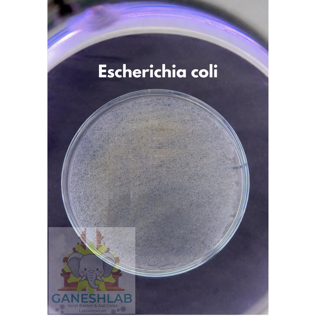 Biakan Murni Escherichia coli (E.coli) untuk keperluan Mikrobiologi