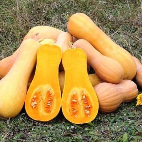 Benih Biji Labu Madu F1 Butternut Squash Seeds