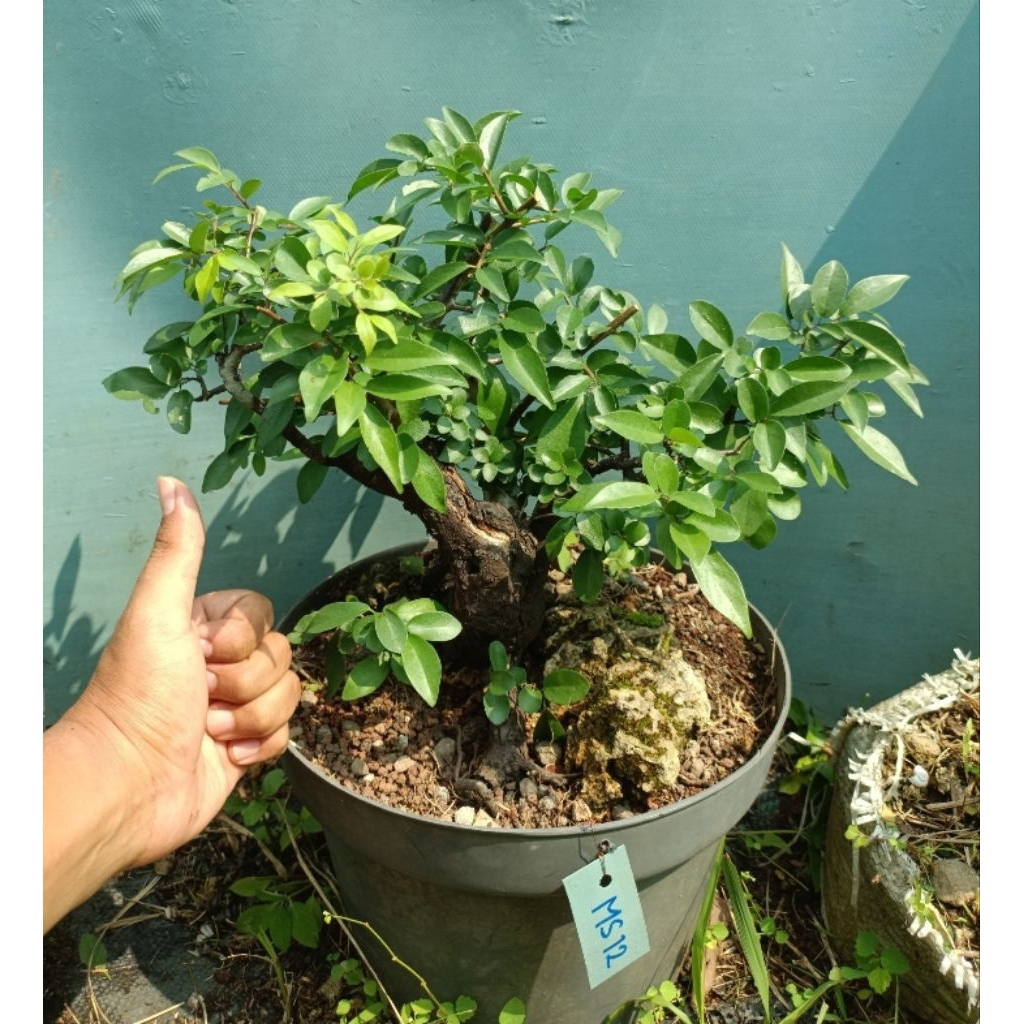 Bonsai Mustam OTR