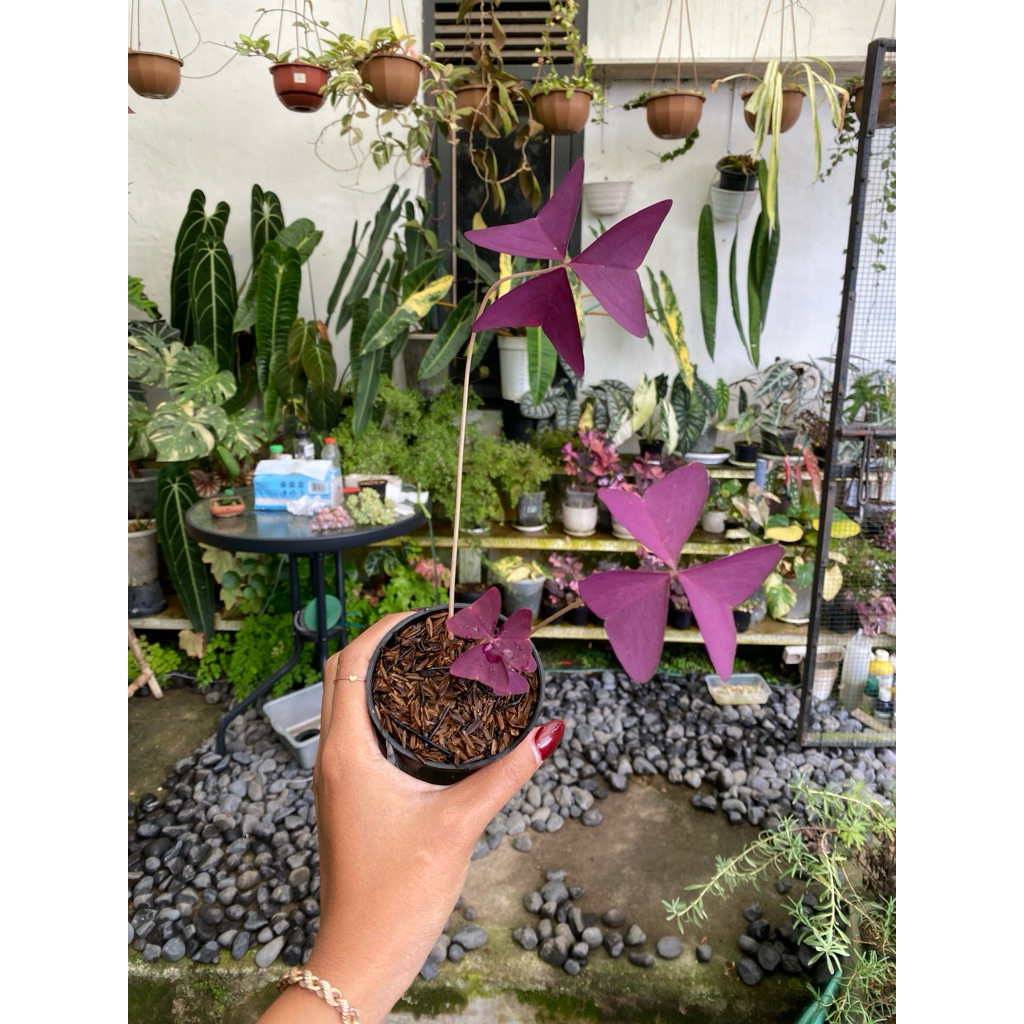 oxalis triangularis