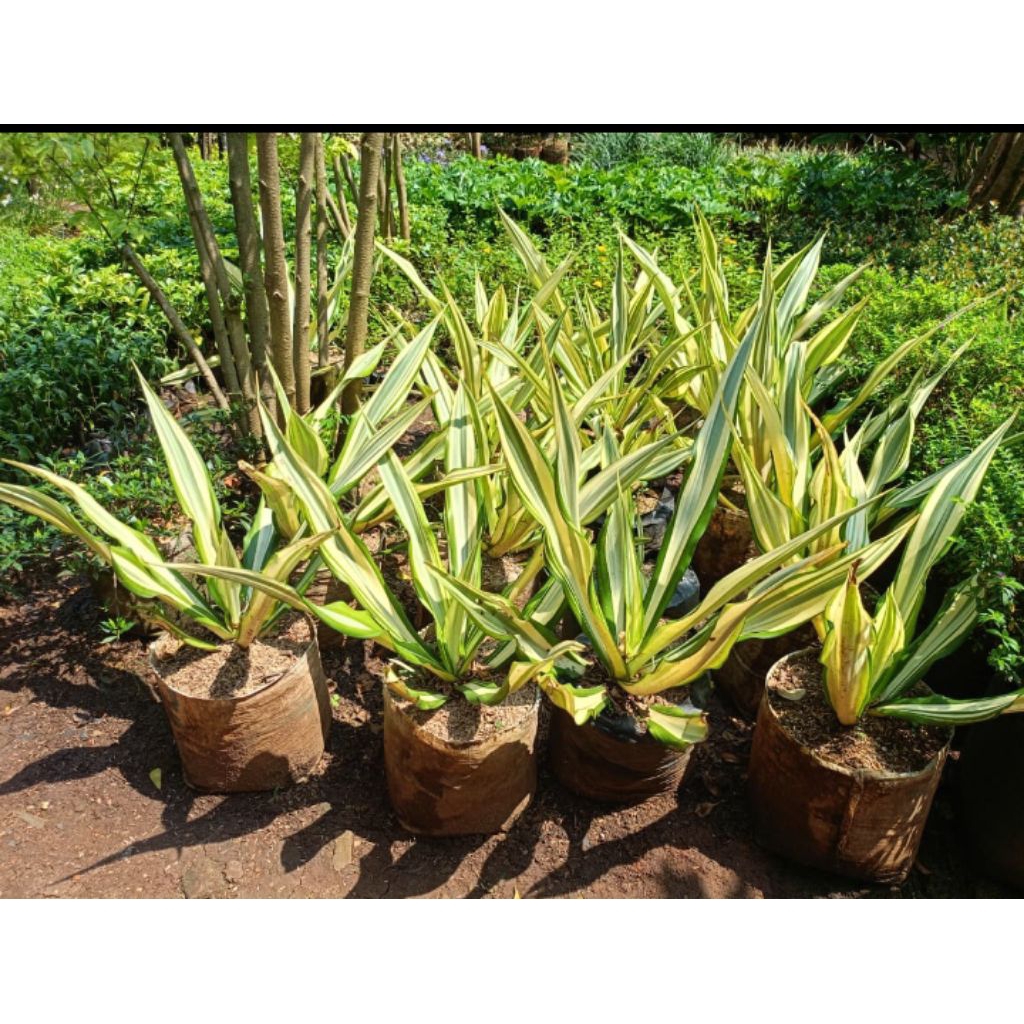 Tanaman hias agave putih,agave varigata, bromelia varigata putih