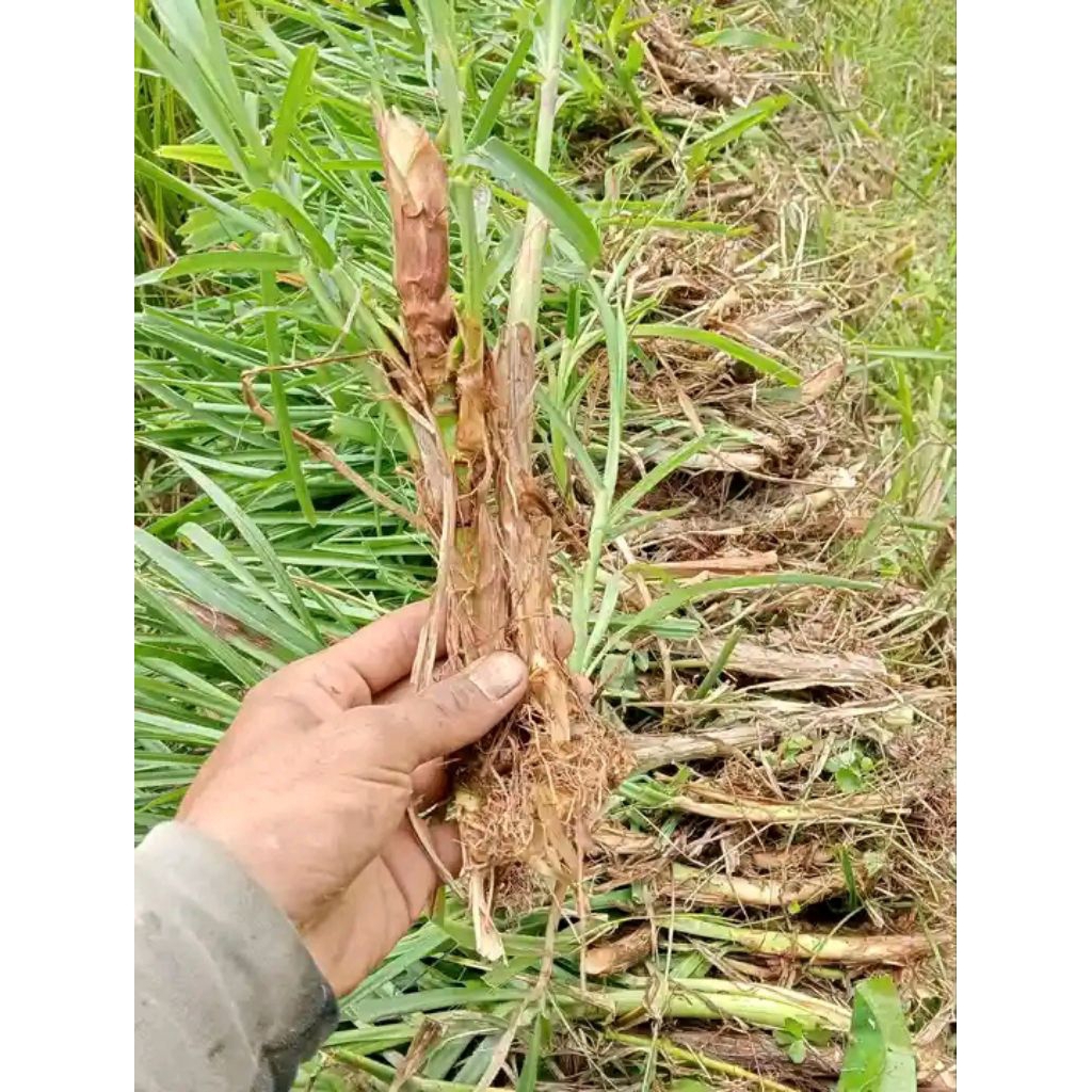 benih rumput odot 1kg