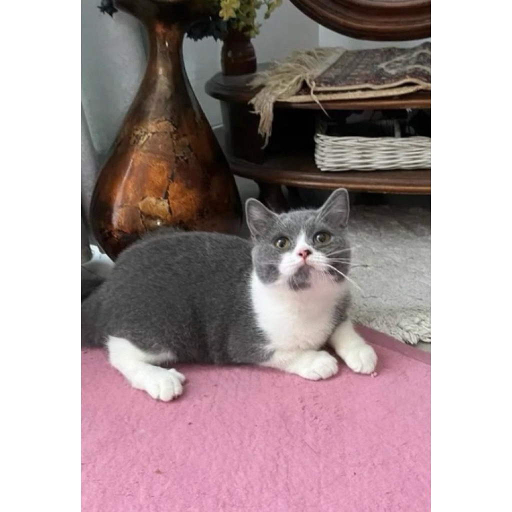 Kucing British Short Hair BSH Jakarta Jantan Jakarta Blue White Sehat Murah