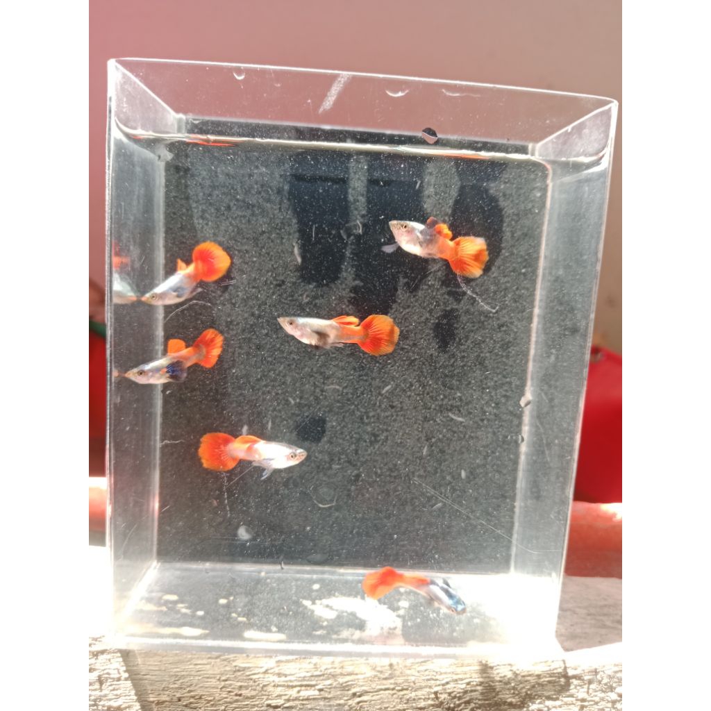 guppy prtde