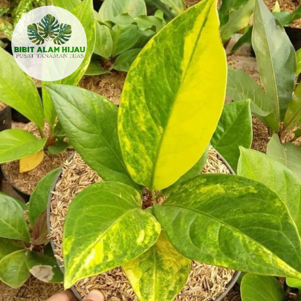 Tanaman Hias Anthurium Jemani Variegata Cobra - Anthurium Jemani Variegata Termurah
