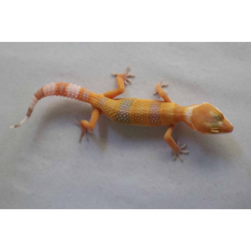 Mainan Leopard Gecko Sunglow Juve (WT24)