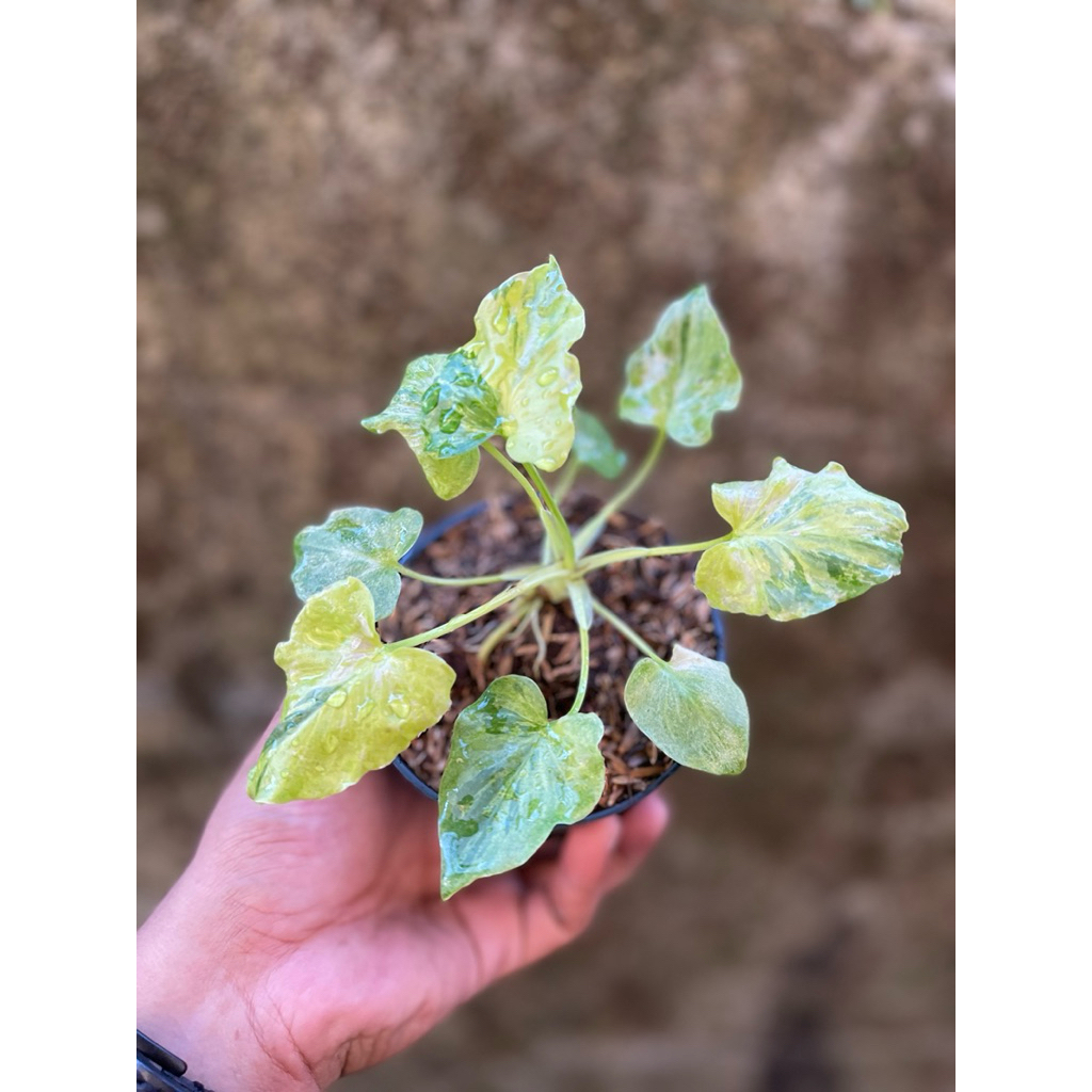 Tanaman Hias - Thaumatophyllum Selloum Varigata
