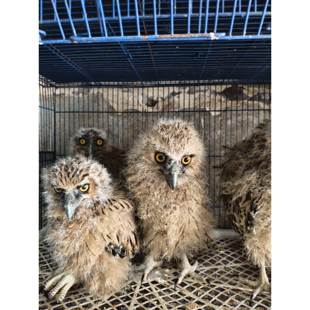 BUFFY FISH OWL/BURUNG HANTU LIMBAD