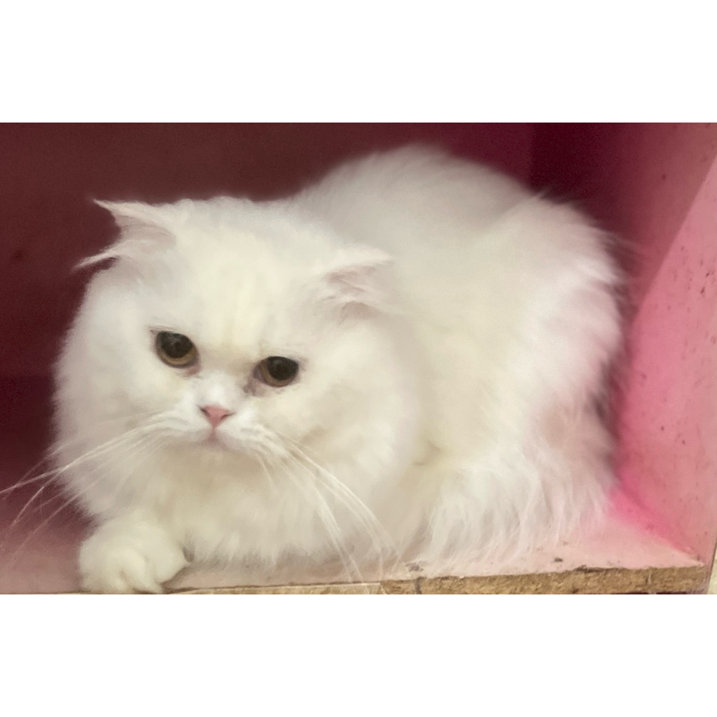 [ADOPSI KUCING BANDUNG] KUCING SCOTTISH FOLD DOUBLE FOLD scottish straight HIGHLAND FOLD boneka hidu