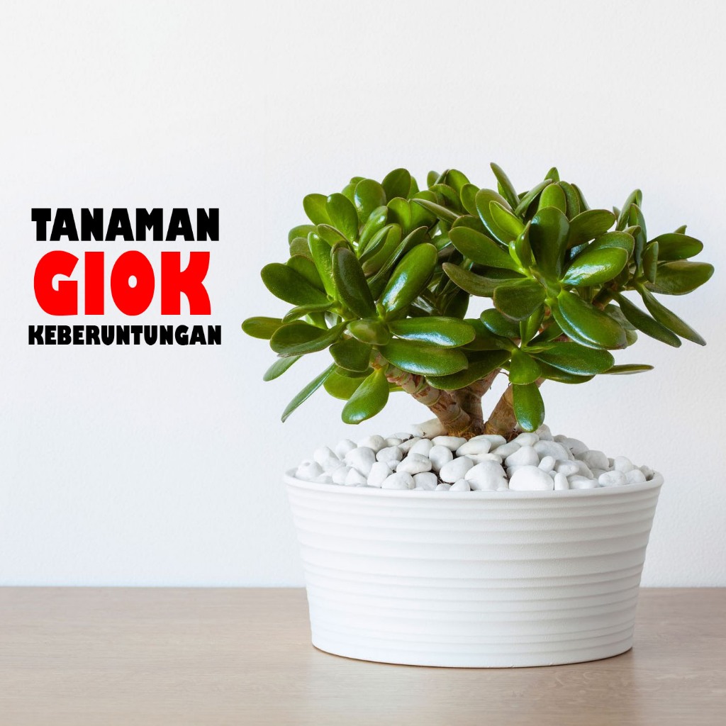 Tanaman hias Jade Plant (Crassula Ovata) atau Tanaman Giok