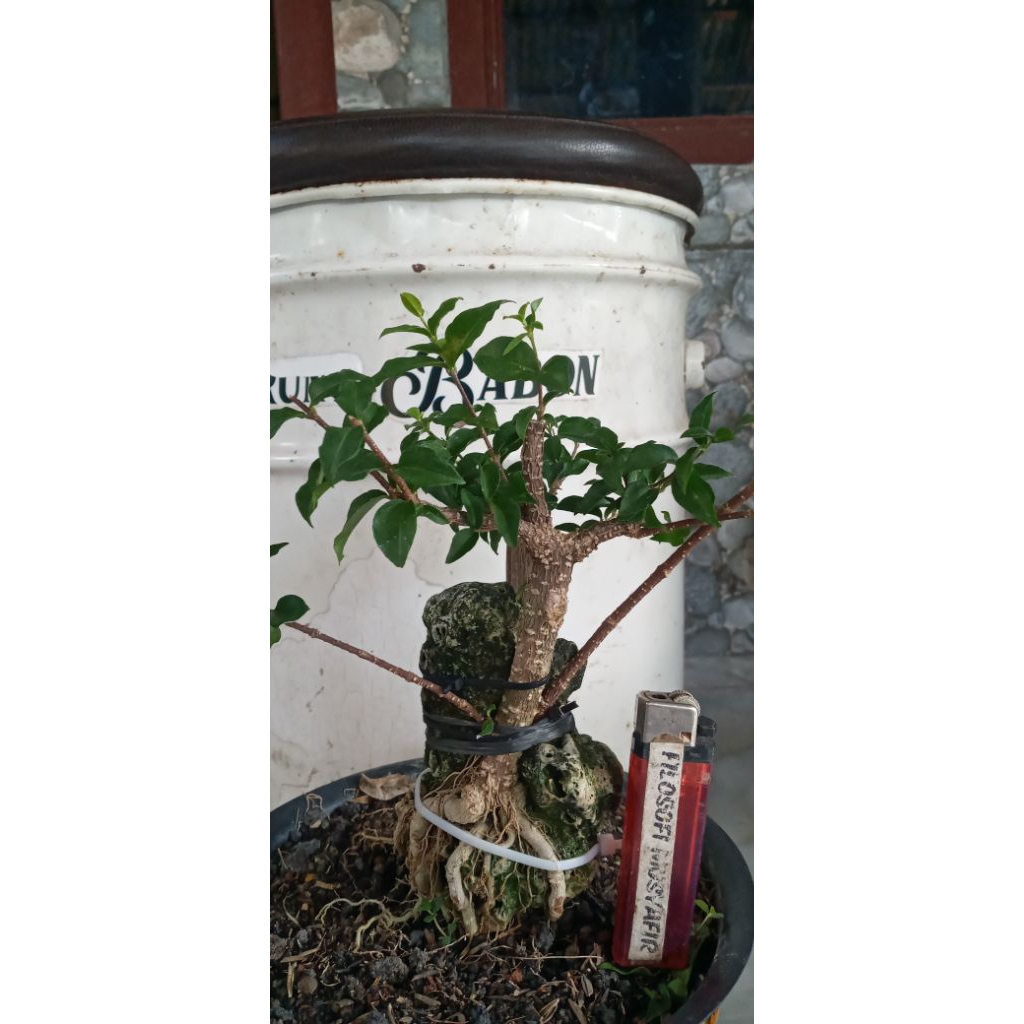 Bahan Bonsai Sakura Mikro