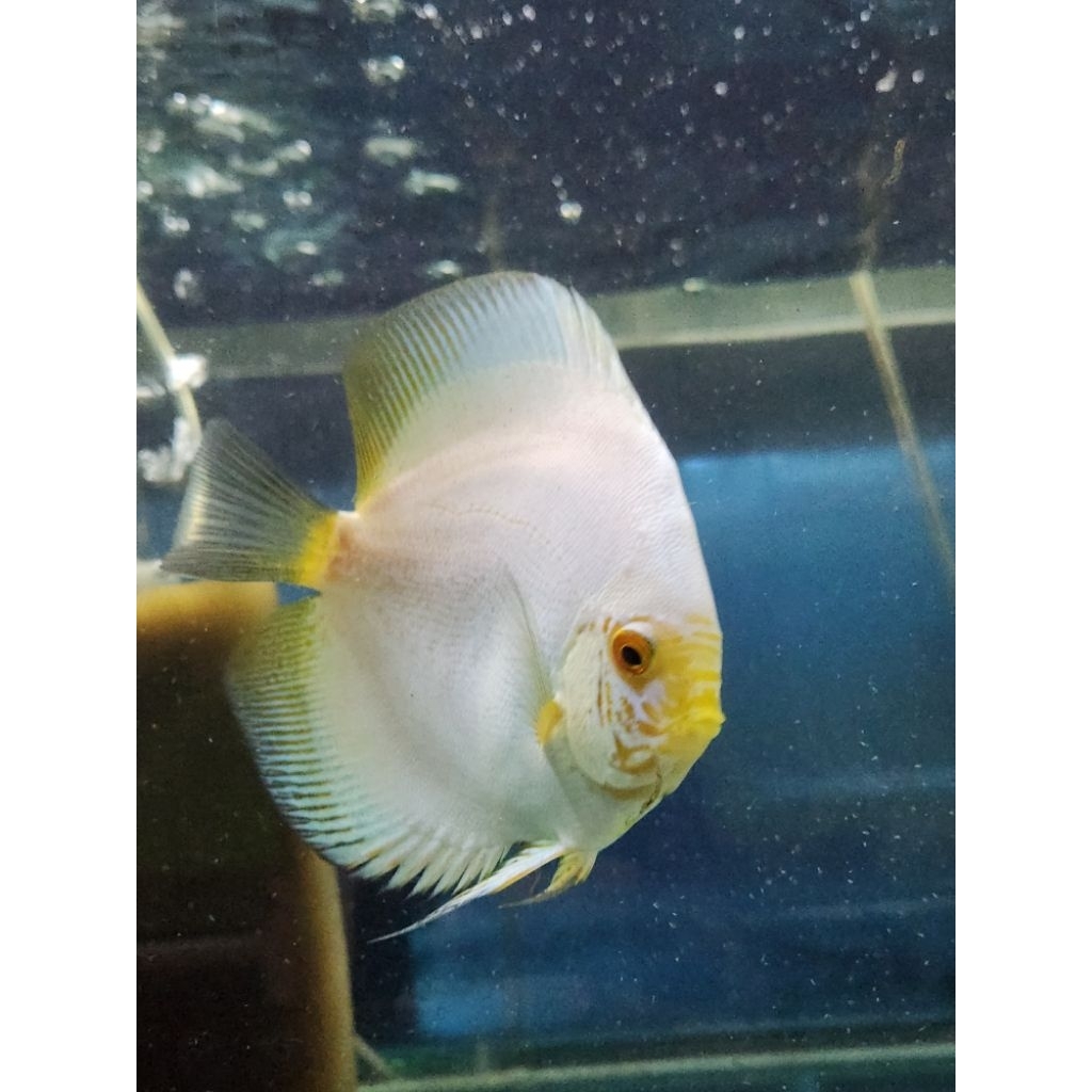 ikan discus white butterfly 3 inch up