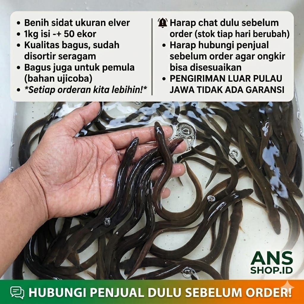 benih sidat elver bicolor per 1 ekor garansi hidup 100%