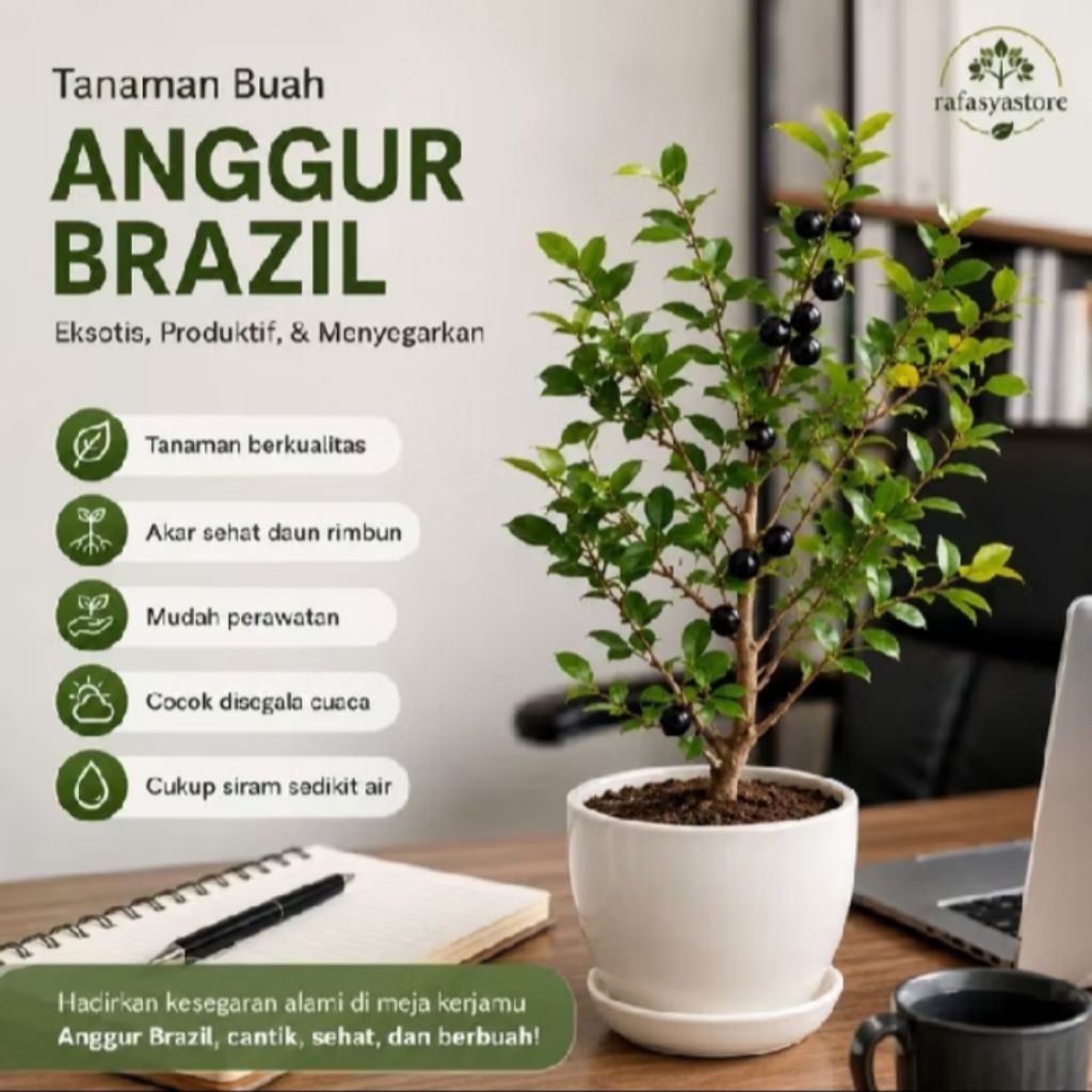 Tanaman Hias Pohon Anggur Brazil Siap Berbuah/Pohon Anggur Brazil Rimbun Siap TanamTanaman Hias Poho